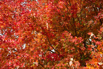 close up of big red maple tree in autumn sunlight. natural background.