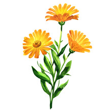 Branch Of Orange Calendula Officinalis. Marigold Flowers Or Ruddles With Leaves Isolated, Close Up, Hand Drawn Watercolor Illustration On White Background