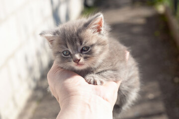 On the street a man holds a small gray kitten on his arm