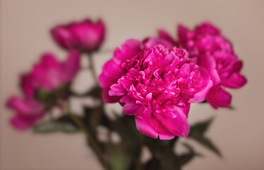 Canvas Print -  pink peonie flower on light background