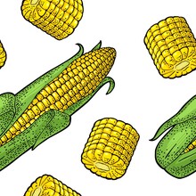Seamless Pattern Ripe Corn Cob With And Without Leaves. Vector Color Vintage Engraving