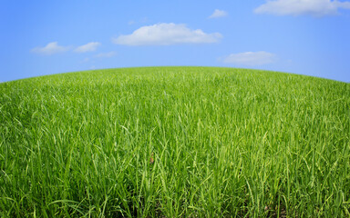 Wall Mural - green grass and blue sky