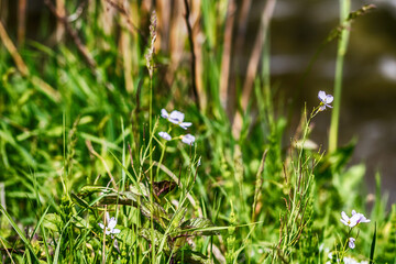 grass and flowers