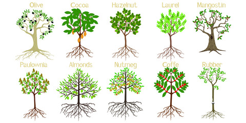 Wall Mural -  Set of trees with roots and fruits isolated on white.