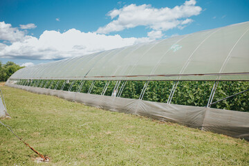 Poster - Beautiful shot of a greenhouse full of tomato plants on a cloudy day