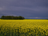 Fototapeta Tęcza - yellow field