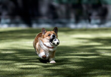 Cute Corgi Dog Runs After A Soccer Ball A Ball On The City Sports Field And Catches It With His Mouth