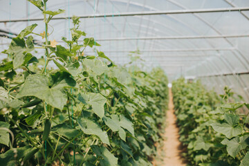 Poster - Selective focus shot of green tomato plants growing in a greenhouse