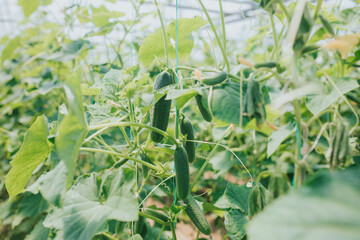 Sticker - Selective focus shot of cucumber plants growing in a greenhouse