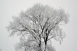 Duże samotne drzewo oszronione gałęzie zimowa sceneria	
