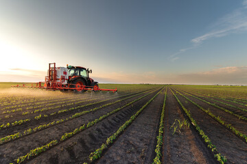 Wall Mural - Tractor spraying soy field in sunset.