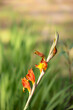 Beautiful orange blooms of  gladiolas with green blurred background of the plant's sword-like leaves