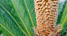 A Male Sago Palm Developing A Pollen Cone 
