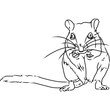 Hand Sketched, Hand Drawn Gerbil Vector