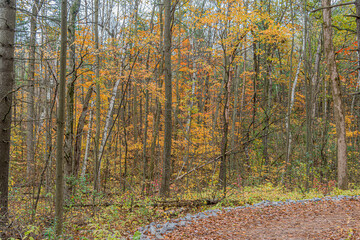 Wall Mural - Fall time in park