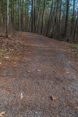 Wall Mural - Forest in winter time