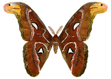 Illustration Of Brown Butterfly With Yellow On White Background