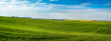 panoramic view of green hills of field with winter wheat