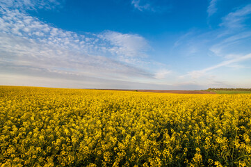 Fotomurales - beautiful sky with clouds and yellow rapeseed field and
