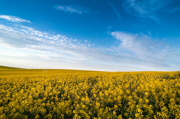 Fotomurales - yellow rapeseed field and sky with clouds