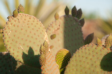 The Pads, Or Nopales, Of A Prickly Pear Cactus With Buds. 