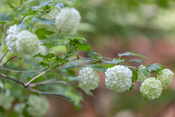 Wall Mural - Viburnum. A woody flowering plant of the Adoxaceae family. Spring blooming in the park