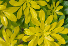 Soft Peak Of Choisya Ternata, Shrub Tree In A Park In The Springtime, Young Yellow And Green Leaves Of Mexican Orange Blossom, Flowering Plant In The Family Rutaceae, Natural Pattern Background.