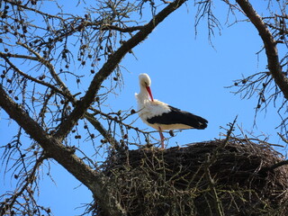 Wall Mural - Stork in nest high on top of leafless larch tree in early spring in the biggest white stork 'Ciconia ciconia' colony in the Baltic states - Matisi, Latvia 