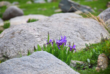 Closeup Shot Of Rocks In A Meadow With Green Grass And Purple Flowers