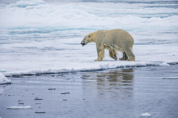 Wall Mural - Polar bear in the Arctic ice floe， climbs out of the water