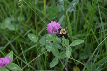 Sticker - Bumble Bee on a Purple Clover