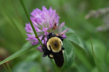 Poster - Bumble Bee