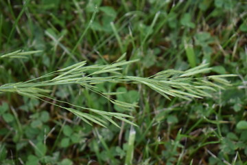 Poster - Grass Stem