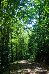 Fototapeta the dense foliage of the costa rican rainforest
