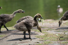 Canadian Geese - Goslings Eating Near A River