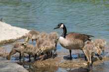 Canadian Geese - Goslings Standing On A Large Flat Rock Near A River Bank