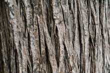Natural Background With The Texture Of The Bark Of A Real Tree.