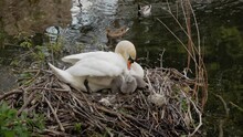 White Mother Swan Nesting And Protecting Young Cygnet Baby Birds Next To Lake Water