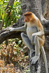 Wall Mural - Male proboscis (long-nosed) monkey sitting on tree branch, Sabah (Borneo), Malaysia