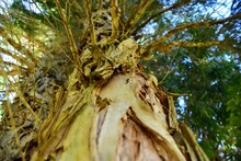 Australian Native Paperbark Tree