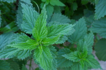 Wall Mural - The young leaves of fresh green stinging nettles. Medicinal plant.