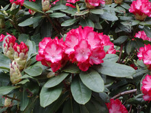 Pink Rhododendron Flowers On A Shrub In A Park