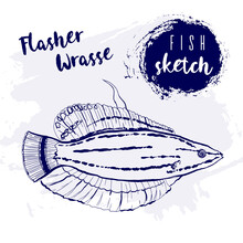 Vintage Flasher Wrasse Fish Marine Sketch.Retro Line Style.Hand Drawn Underwater.
