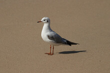 Seagull Standing On White Sand