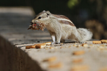 Poster - Closeup of a funny chipmunk standing on the stone surface with its mouth full of garbage