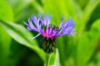 The flower of a garden form of the cornflower