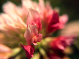 Fototapeta Kwiaty - Clover flower close-up. Blurred macro photo of blooming flower petals