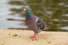 A City Pigeon On The Banks Of The Main In Frankfurt Hoechst