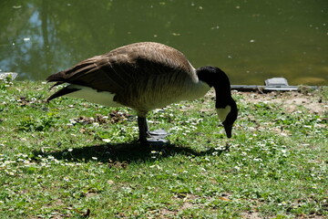 FU 2020-05-07 RautKan 21 Wildgans frisst Gras