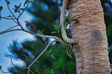 Scrub jay in Indialantic Florida